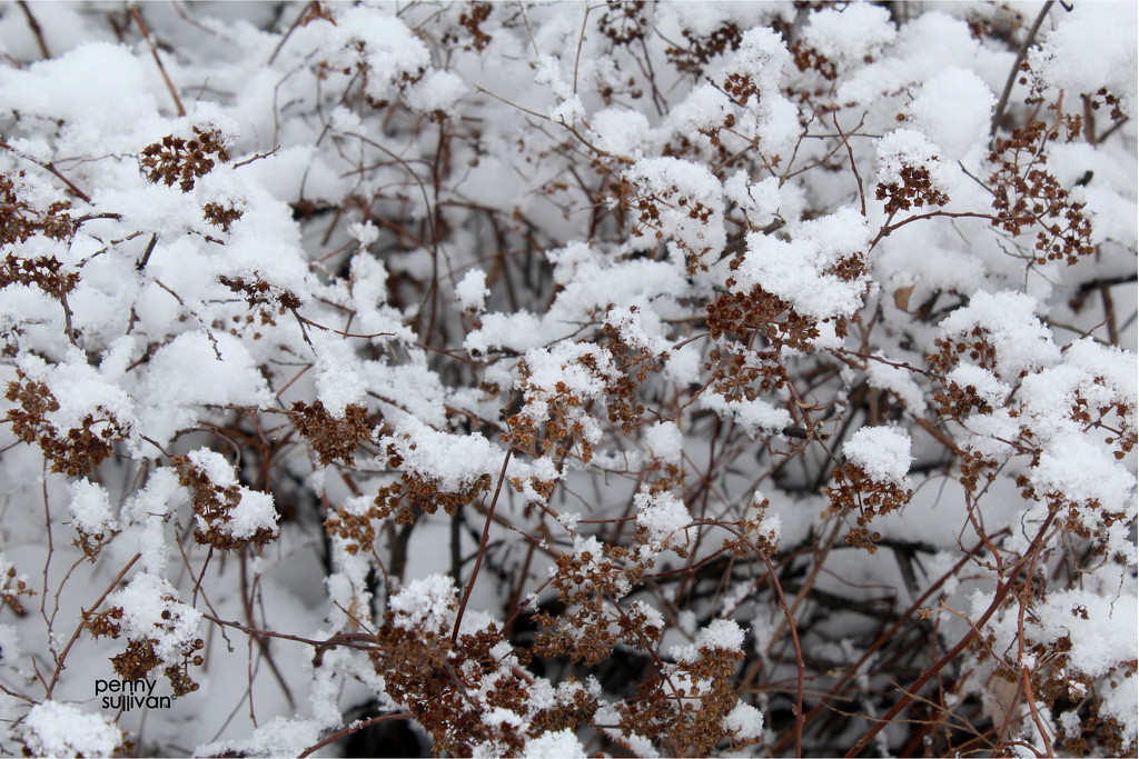 026_9359 newly fallen snow by pennyrae