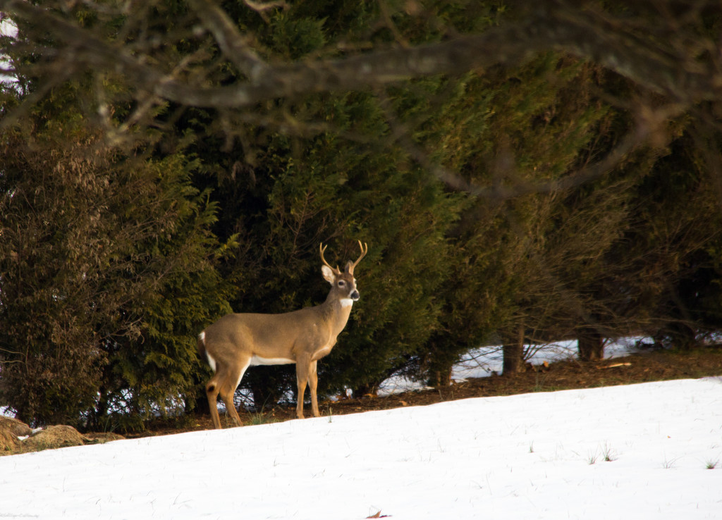 Deer in neighbor's yard by randystreat