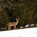 Deer in neighbor's yard by randystreat