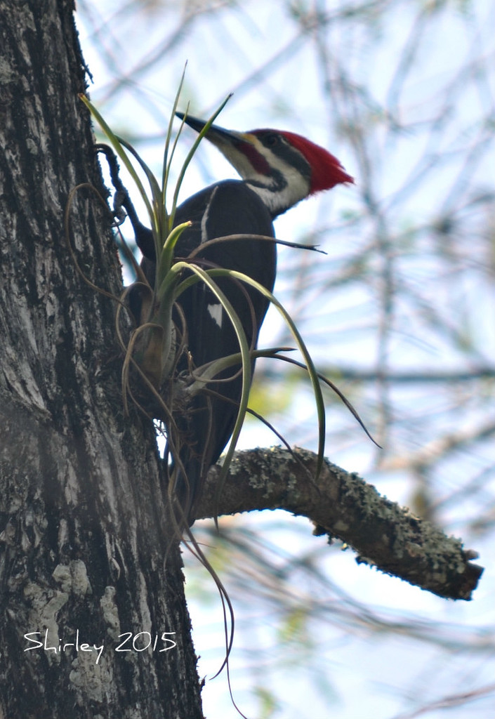 pileated woodpecker by mjmaven