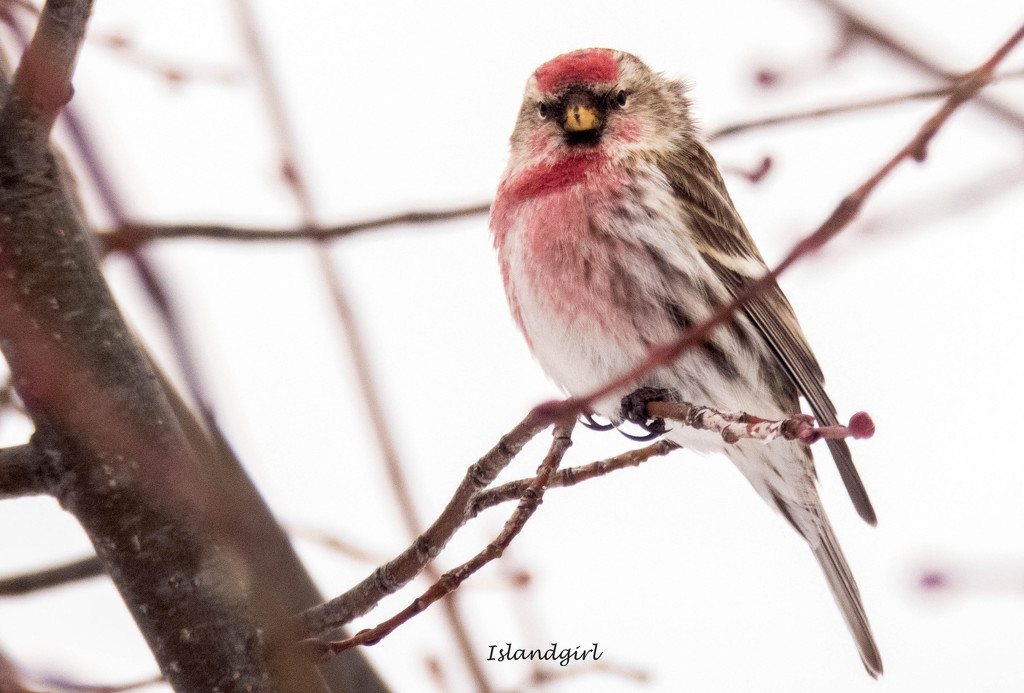 Common Redpoll  by radiogirl