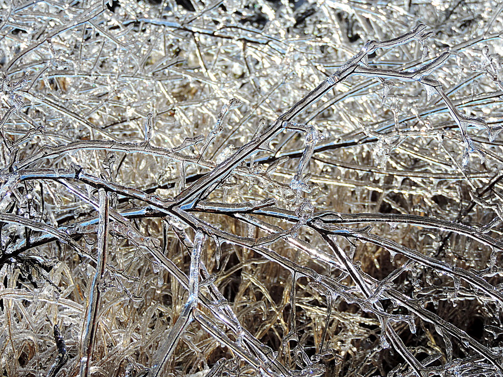 Abstract icy trees! by homeschoolmom