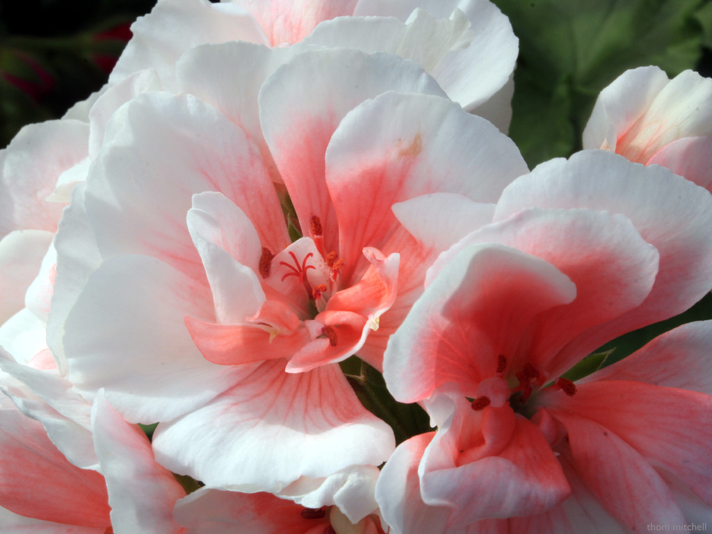 Common geranium by rhoing