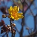 Sunny Blossom by redy4et