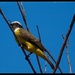 Yellow Bird by redy4et