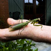 Mr. Grasshopper by erinhull