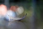 23rd Jan 2016 - Feather