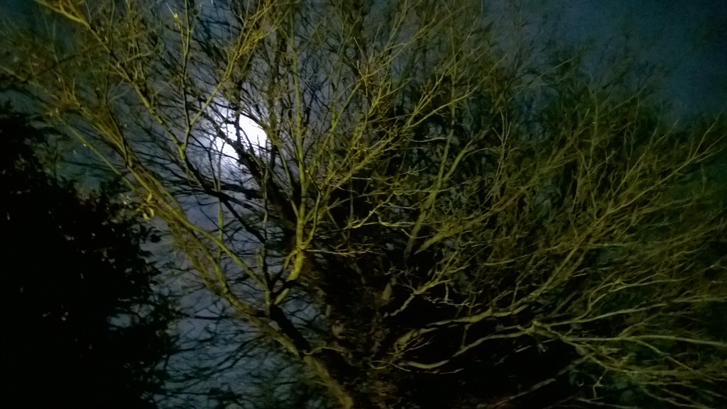 Moon behind trees  by cataylor41