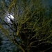 Moon behind trees  by cataylor41
