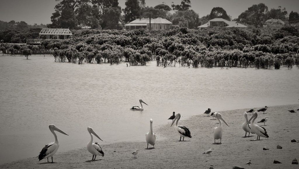 "Gathering at Tooradin"... by tellefella
