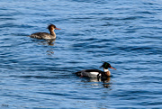 26th Jan 2016 - Red-Breasted Merganser couple  