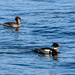 Red-Breasted Merganser couple   by novab