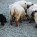 'sheep worrying' by jantan