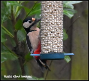 27th Jan 2016 - Woodie woodpecker