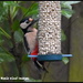 Woodie woodpecker by rosiekind