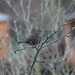 Female Blackbird by padlock
