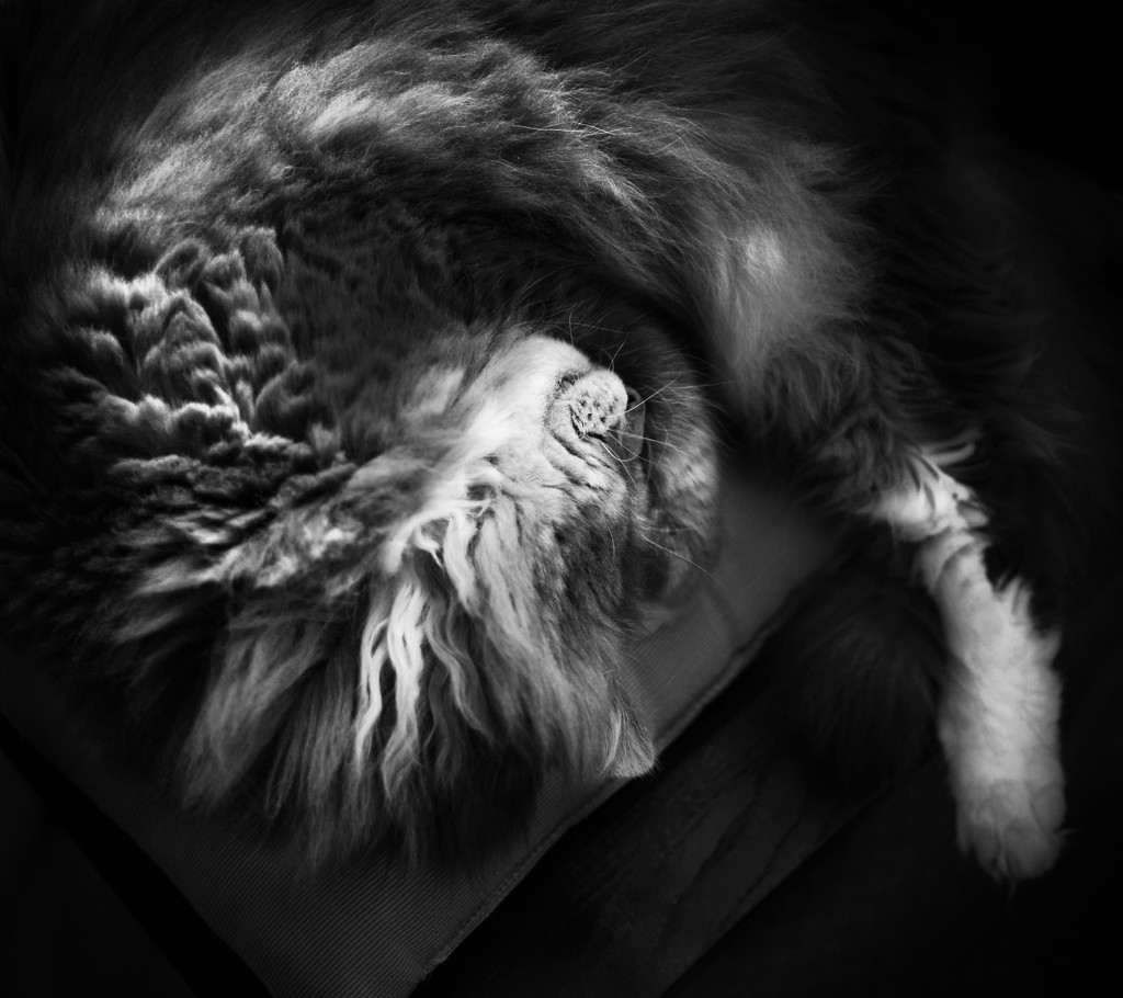 My Fibonacci Cat  by vera365