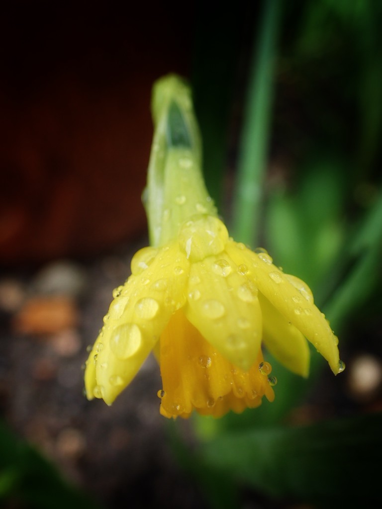 Daffodil by mattjcuk