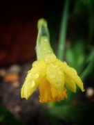 27th Jan 2016 - Daffodil