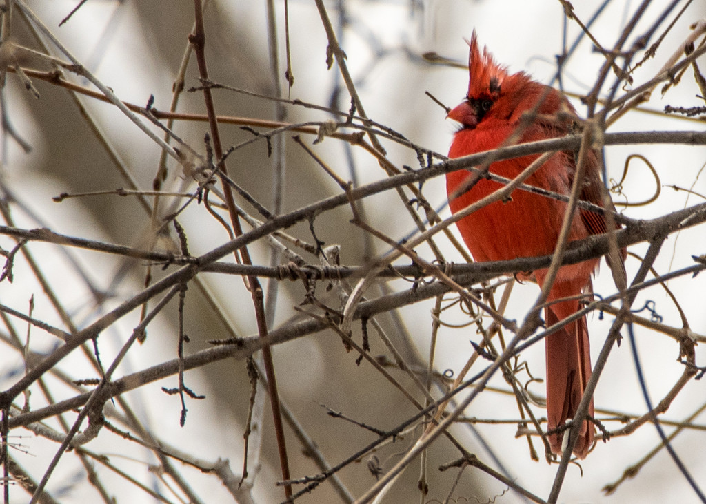 Northern Cardinal Landscape by rminer