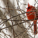 Northern Cardinal Landscape by rminer