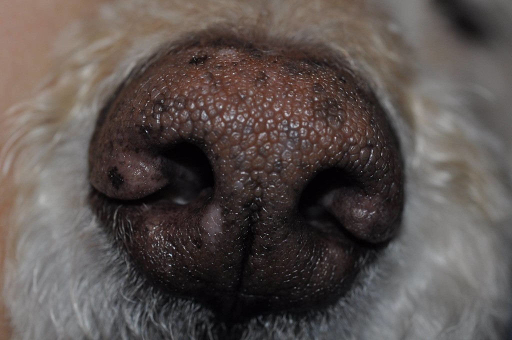 Doodle Dog Nose by frantackaberry