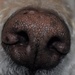 Doodle Dog Nose by frantackaberry