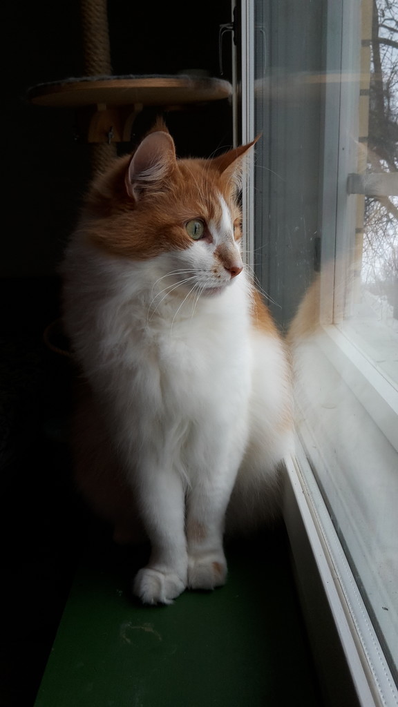 Ginger at window by katriak