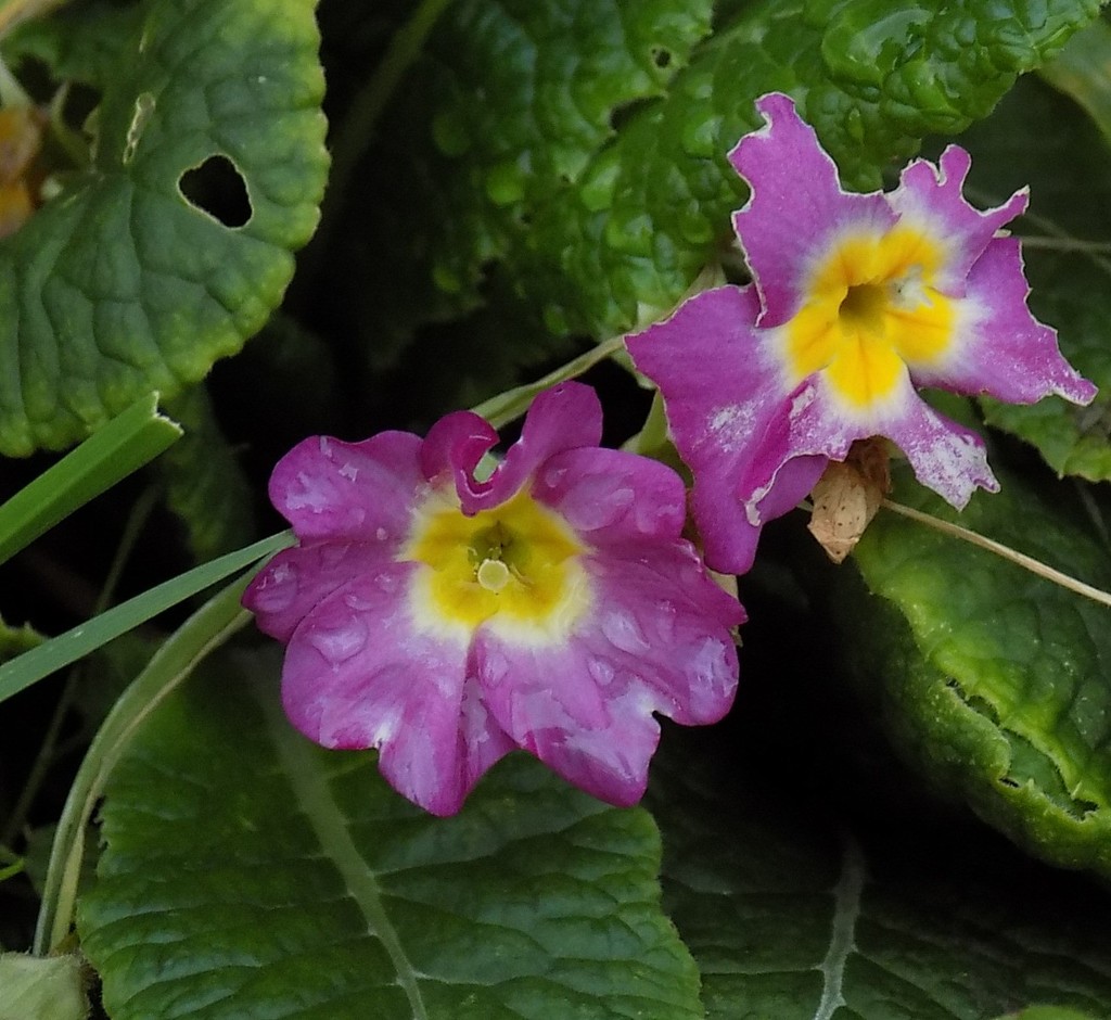 Cross-pollinated by flowerfairyann