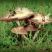 Life on a mushroom by maggiemae