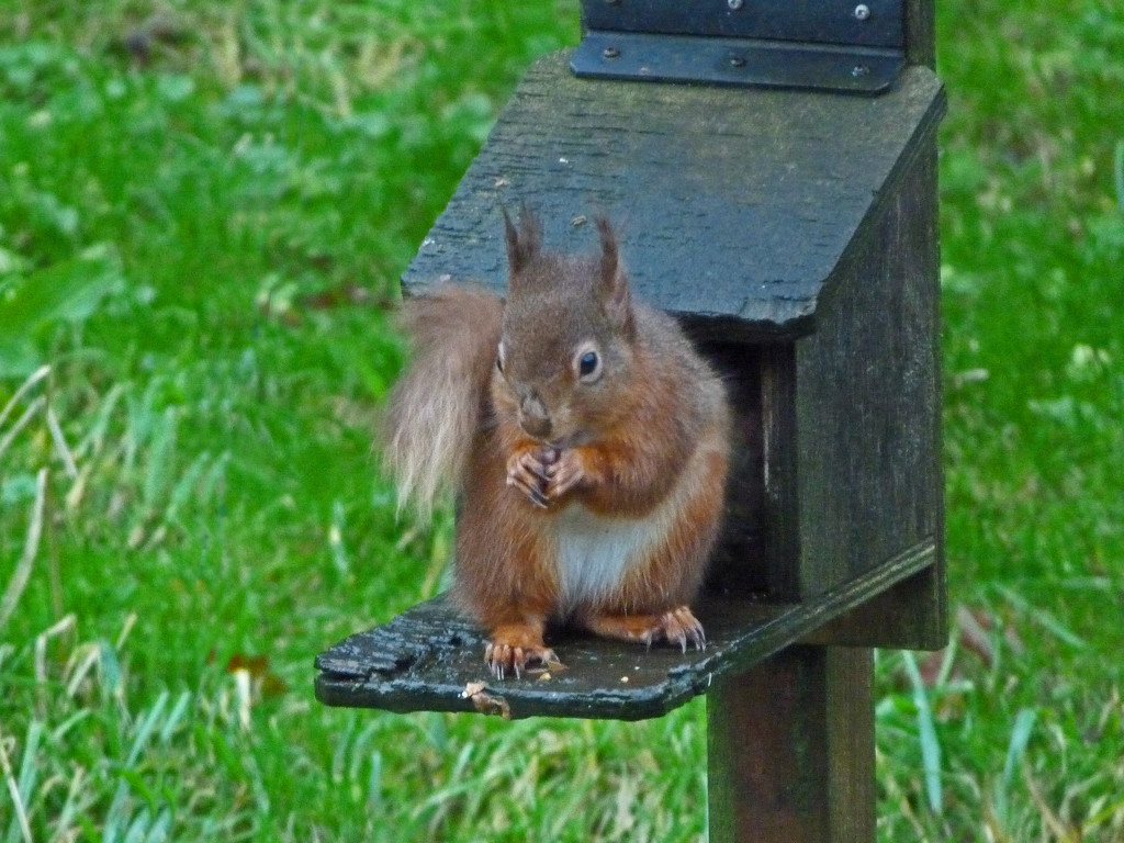 Red squirrel  by shirleybankfarm