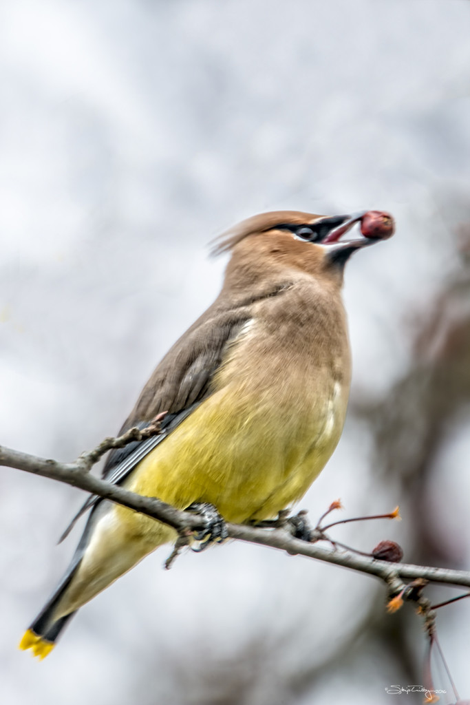 Cedar Waxwing by skipt07