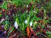 13th Jan 2016 - Early snowdrops