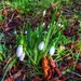Early snowdrops by simplevisions
