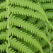 A fern by any other name? by rhoing