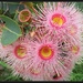 Pink Eucalyptus flower by kerenmcsweeney