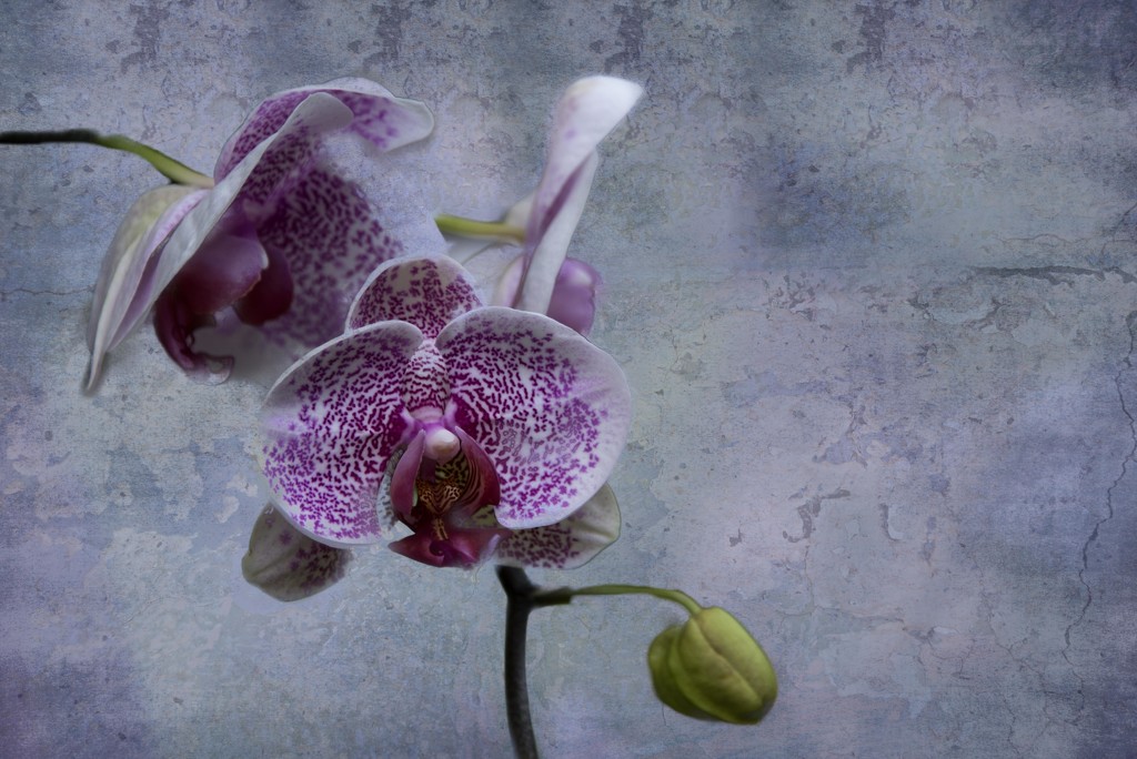 Another Orchid by taffy