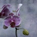 Another Orchid by taffy