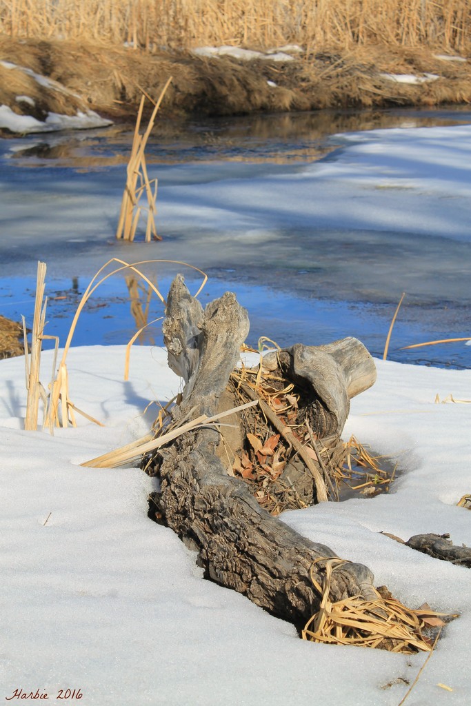 Frozen Pond by harbie