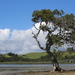 Whananaki tree by rustymonkey