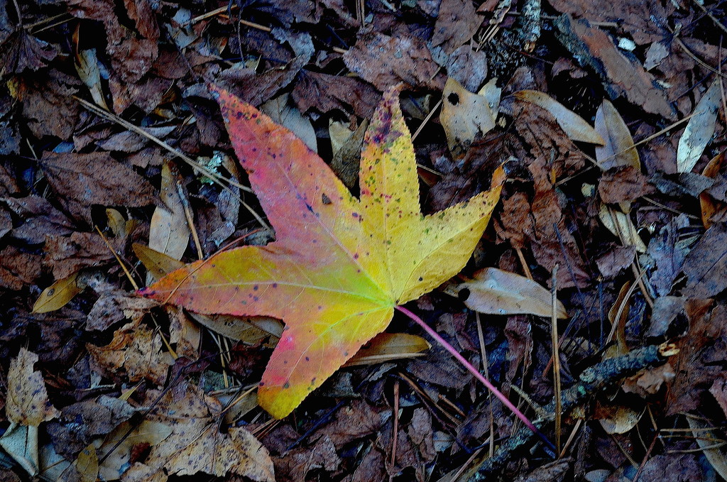 Autumn Sweet gum leaf by congaree
