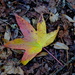 Autumn Sweet gum leaf by congaree