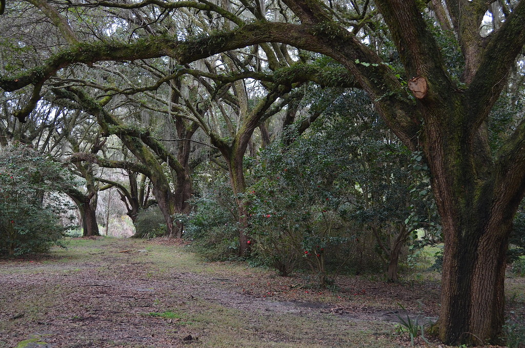 Forest of live oaks by congaree