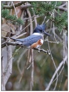 27th Jan 2016 - Belted Kingfisher