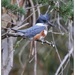 Belted Kingfisher by aikiuser