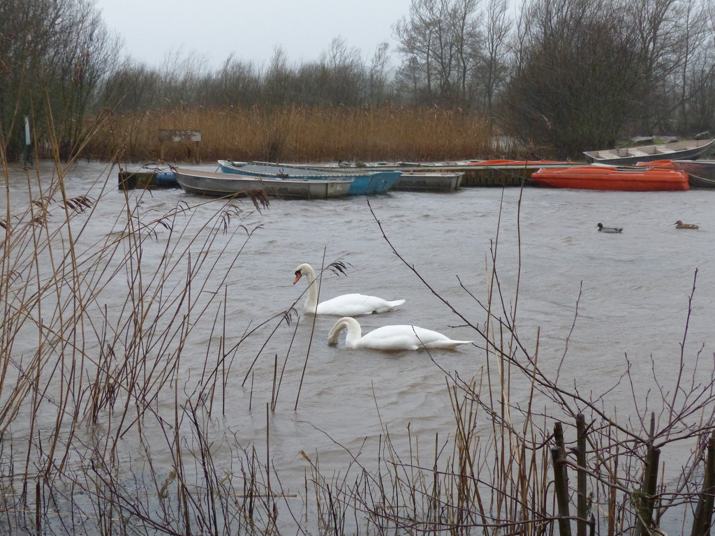 Swans on a Flooded Lake 2 by susiemc