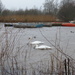 Swans on a Flooded Lake 2 by susiemc