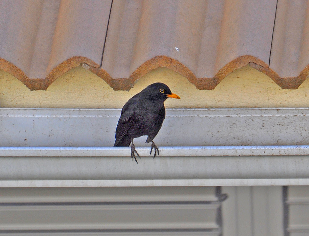 Blackbird  by philbacon