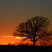 Same Tree - Different Sunset by kareenking