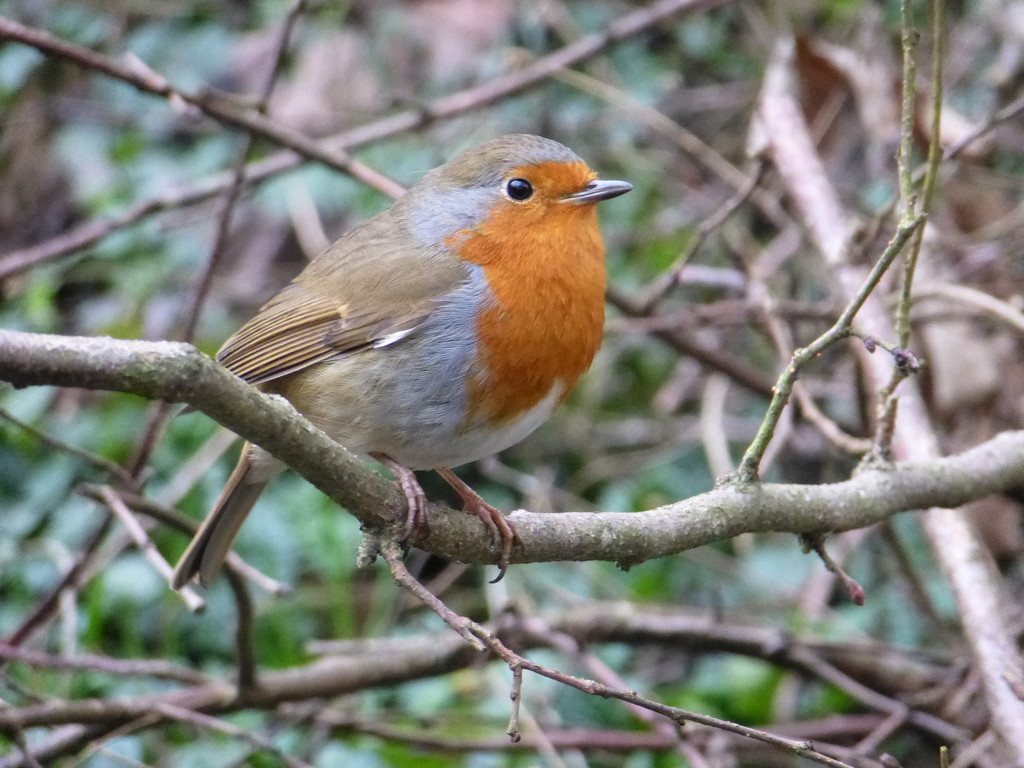 A very friendly Robin.... by snowy